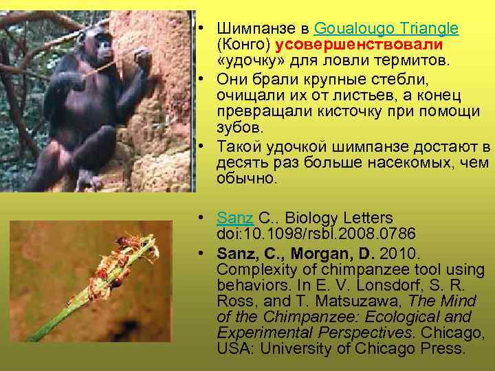  • Шимпанзе в Goualougo Triangle (Конго) усовершенствовали «удочку» для ловли термитов. • Они