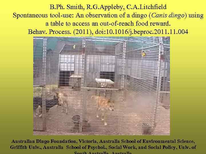 B. Ph. Smith, R. G. Appleby, C. A. Litchfield Spontaneous tool-use: An observation of