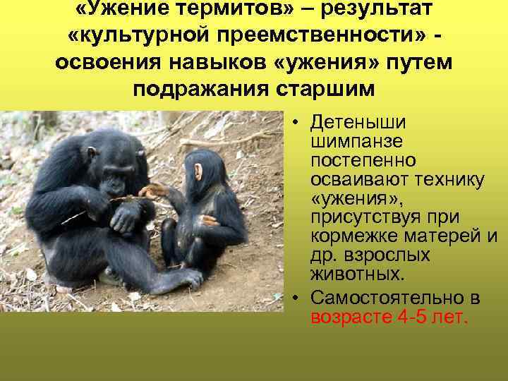  «Ужение термитов» – результат «культурной преемственности» освоения навыков «ужения» путем подражания старшим •
