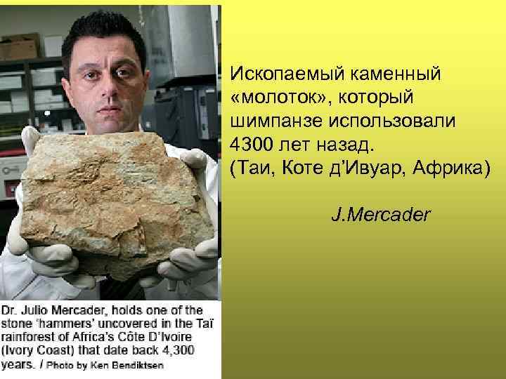 Ископаемый каменный «молоток» , который шимпанзе использовали 4300 лет назад. (Таи, Коте д’Ивуар, Африка)
