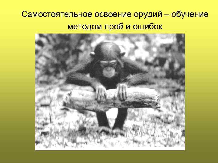 Cамостоятельное освоение орудий – обучение методом проб и ошибок 