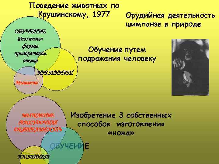 Поведение животных по Крушинскому, 1977 Орудийная деятельность шимпанзе в природе ОБУЧЕНИЕ Различные формы приобретения