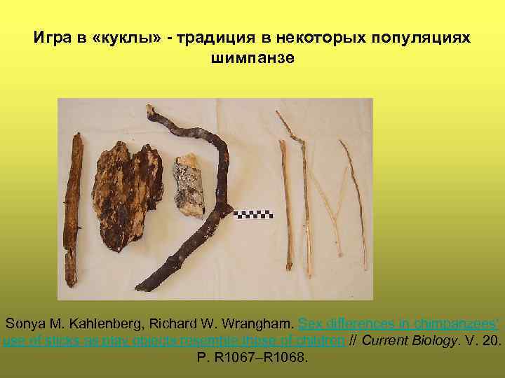 Игра в «куклы» - традиция в некоторых популяциях шимпанзе Sonya M. Kahlenberg, Richard W.
