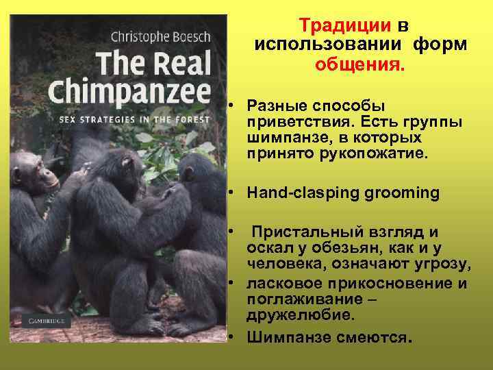 Традиции в использовании форм общения. • Разные способы приветствия. Есть группы шимпанзе, в которых