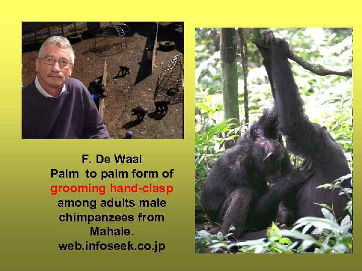 F. De Waal Palm to palm form of grooming hand-clasp among adults male chimpanzees