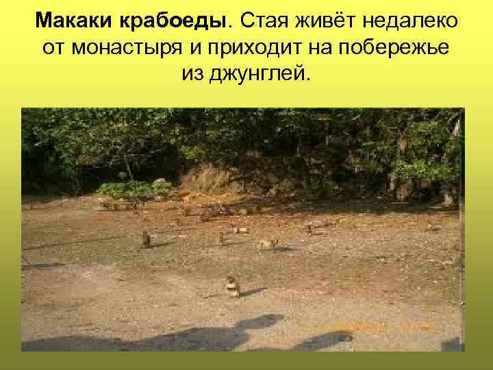 Макаки крабоеды. Стая живёт недалеко от монастыря и приходит на побережье из джунглей. 