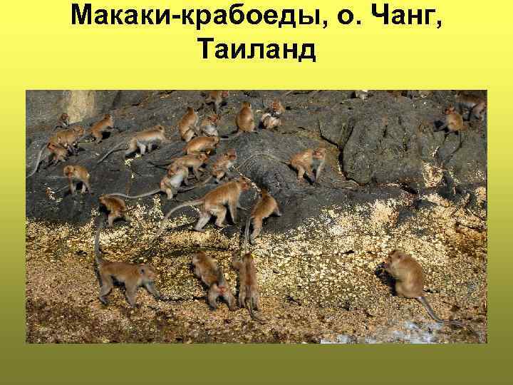 Макаки-крабоеды, о. Чанг, Таиланд 