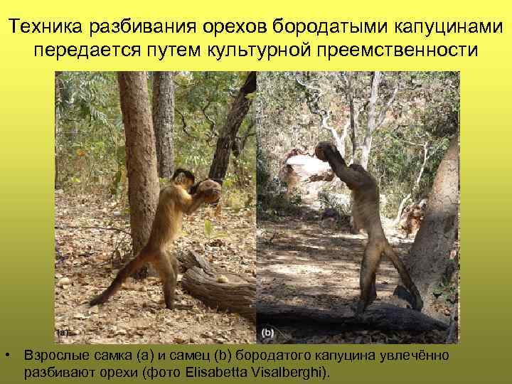 Техника разбивания орехов бородатыми капуцинами передается путем культурной преемственности • Взрослые самка (a) и