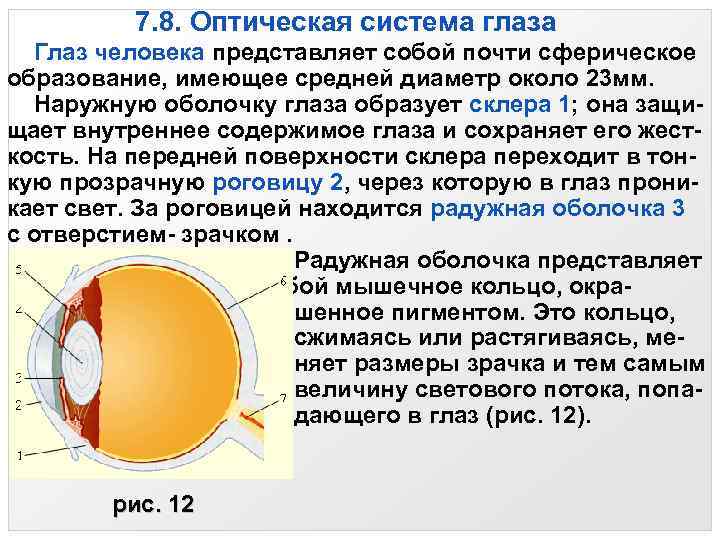 7. 8. Оптическая система глаза Глаз человека представляет собой почти сферическое образование, имеющее средней