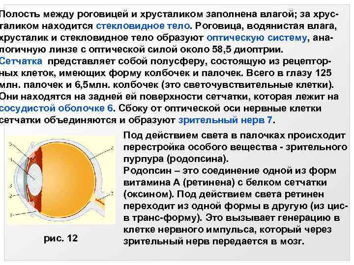 Полость между роговицей и хрусталиком заполнена влагой; за хрусталиком находится стекловидное тело. Роговица, водянистая