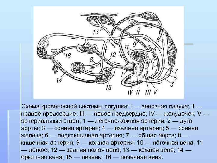 Схема кровообращения лягушки