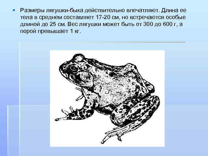 На рисунке изображены лягушка. Жаба Размеры. Размер лягушки. Длина тела лягушки. Максимальный размер Жабы.