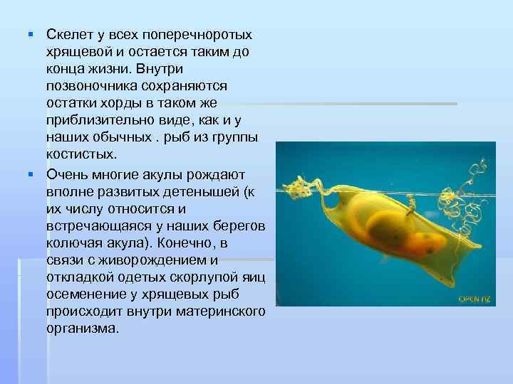 § Скелет у всех поперечноротых хрящевой и остается таким до конца жизни. Внутри позвоночника
