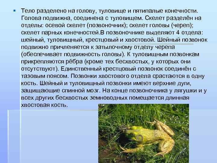 § Тело разделено на голову, туловище и пятипалые конечности. Голова подвижна, соединена с туловищем.