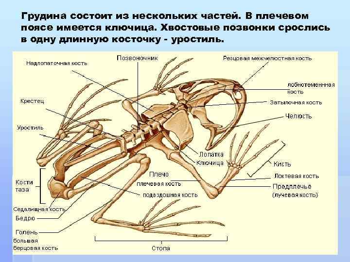 Грудные позвонки сросшиеся в грудную кость