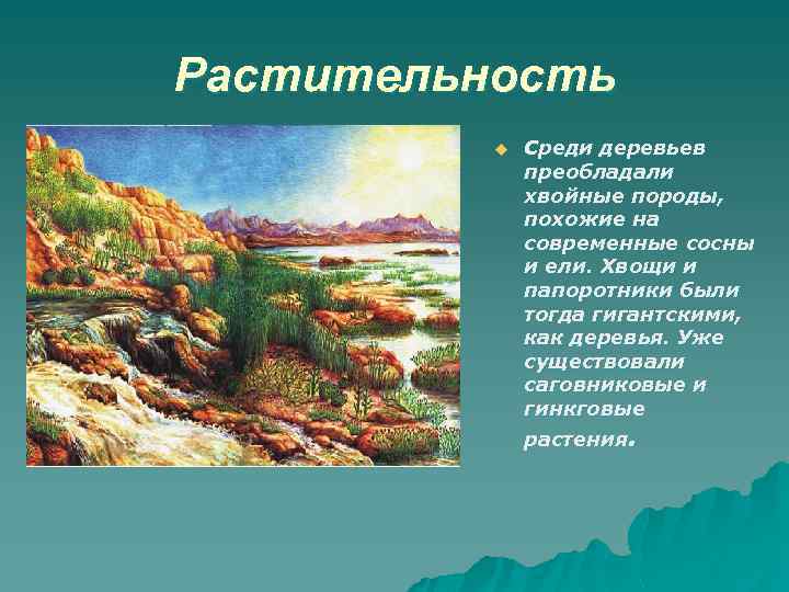 Растительность u Среди деревьев преобладали хвойные породы, похожие на современные сосны и ели. Хвощи