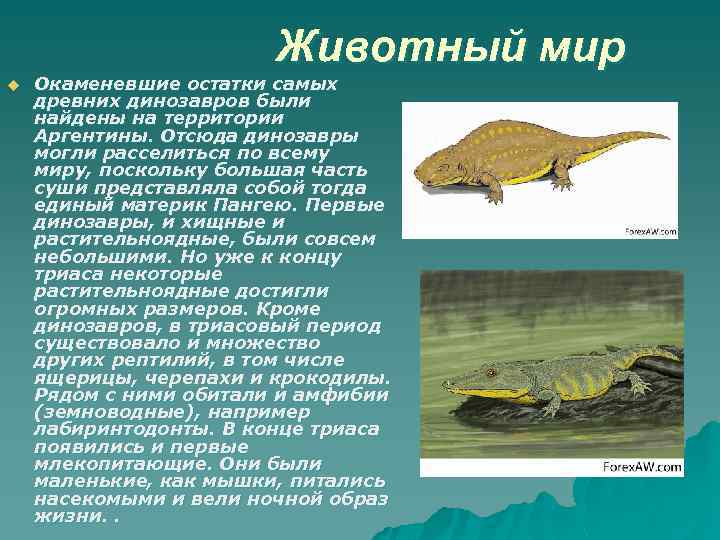 Животный мир u Окаменевшие остатки самых древних динозавров были найдены на территории Аргентины. Отсюда