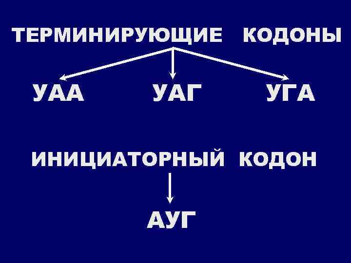 ТЕРМИНИРУЮЩИЕ КОДОНЫ УАА УАГ УГА ИНИЦИАТОРНЫЙ КОДОН АУГ 