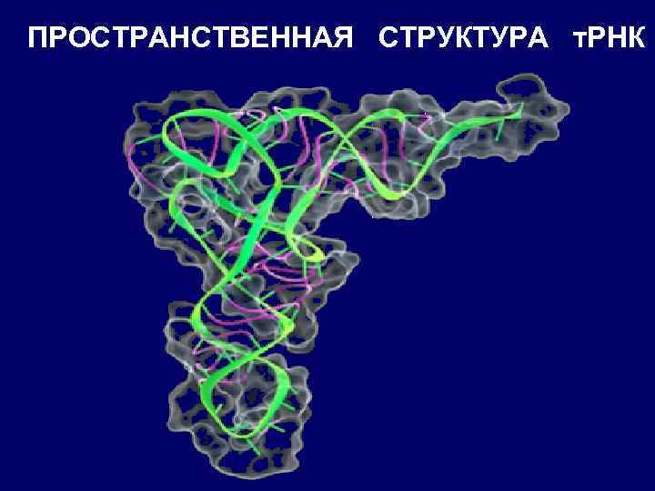 Пространственная структура рнк