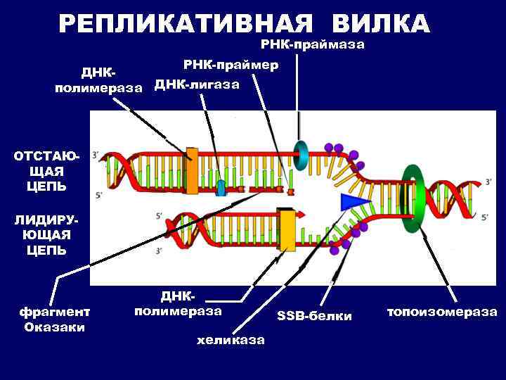 Праймер биология. Хеликаза праймаза. ДНК полимераза и праймаза. Схема репликационной вилки ДНК праймаза. ДНК полимераза репликация ДНК.