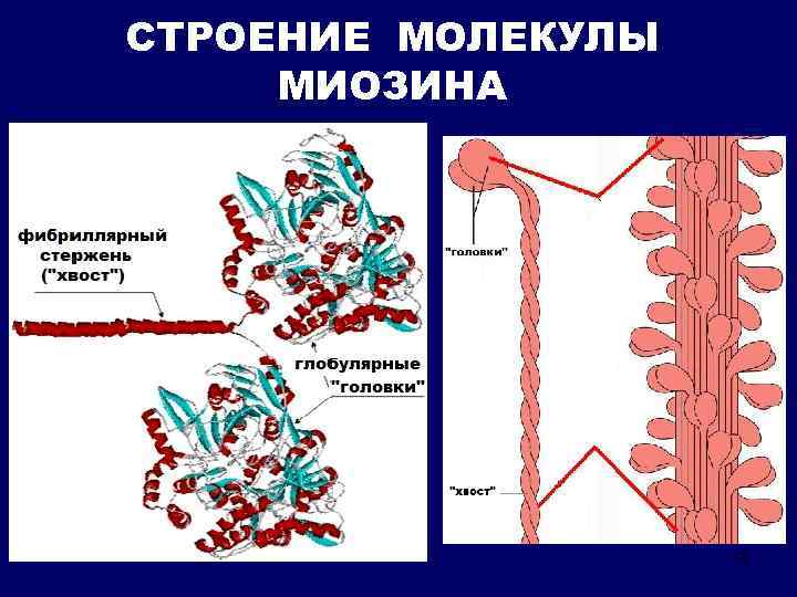 Синтез миозина