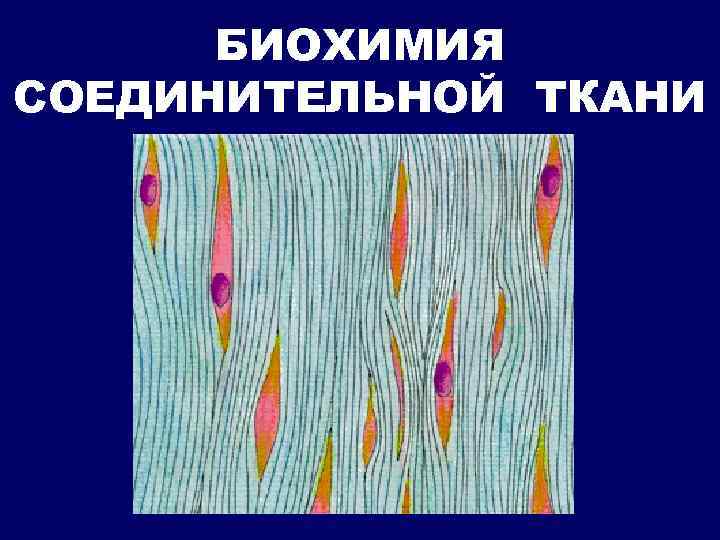 БИОХИМИЯ СОЕДИНИТЕЛЬНОЙ ТКАНИ 