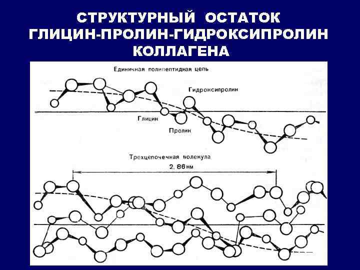 СТРУКТУРНЫЙ ОСТАТОК ГЛИЦИН-ПРОЛИН-ГИДРОКСИПРОЛИН КОЛЛАГЕНА 