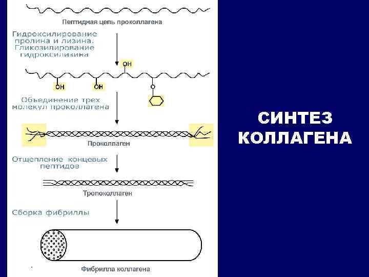 Синтез эластина схема биохимия