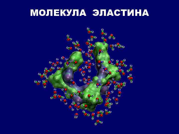 МОЛЕКУЛА ЭЛАСТИНА 
