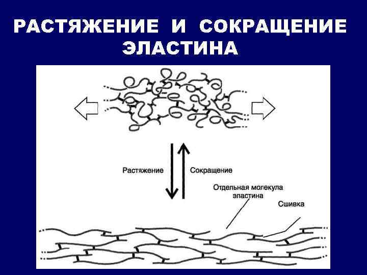 Биохимические механизмы в проведении нервного импульса биохимия схема