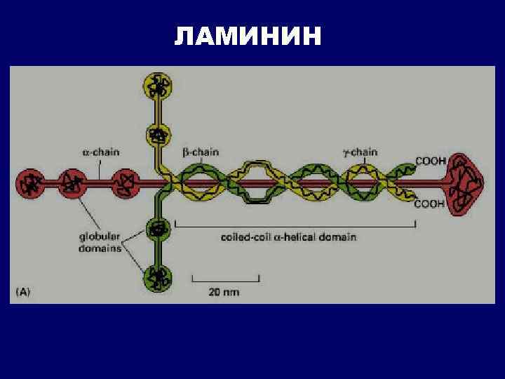 Передачу нервного импульса верно отражает схема