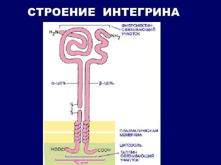 СТРОЕНИЕ ИНТЕГРИНА 