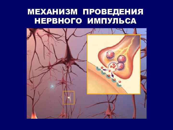 МЕХАНИЗМ ПРОВЕДЕНИЯ НЕРВНОГО ИМПУЛЬСА 