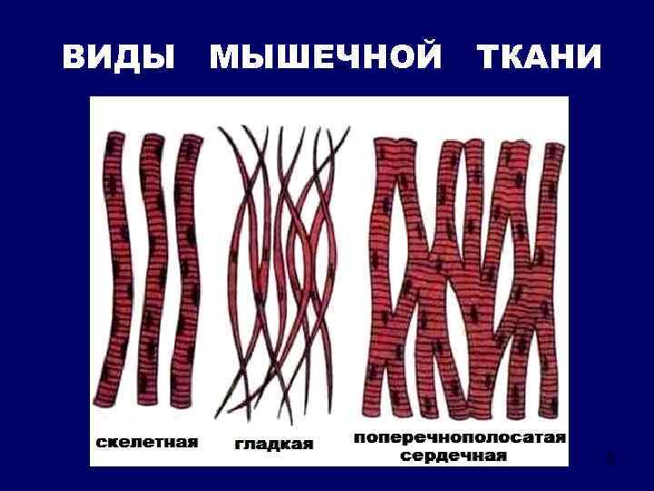 Виды мышечной ткани с картинками