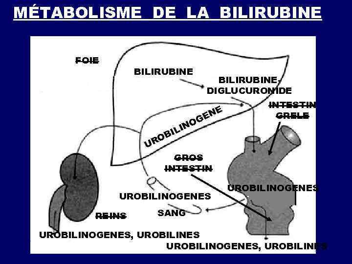  DIAGNOSTIC DIFFÉRENTIEL SANG URINE SELLES BILIRUBINE BILIRU UROBI STERCOB TYPE DE BINE TOTA