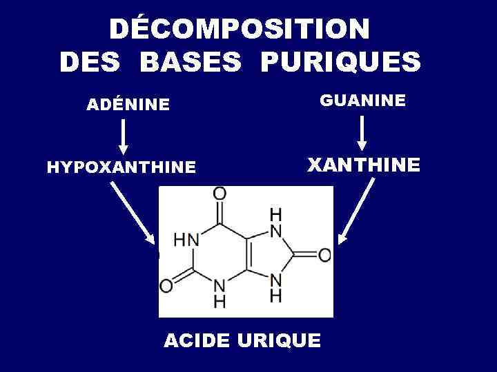  BIOSYNTHÈSE DES BASES PURIQUES GLYCINE ASPARTATE N 5, N 10=СН-ATHF N 10 -СНО-ATHF