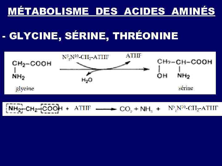 MÉTABOLISME DES ACIDES AMINÉS - GLYCINE, SÉRINE, THRÉONINE 