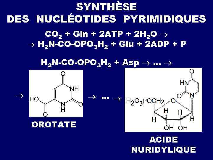  SYNTHÈSE DES DÉSOXYRIBONUCLÉOTIDES SH GDP + ТHIORÉDOXINE SH S d. GDP + THIORÉDOXINE