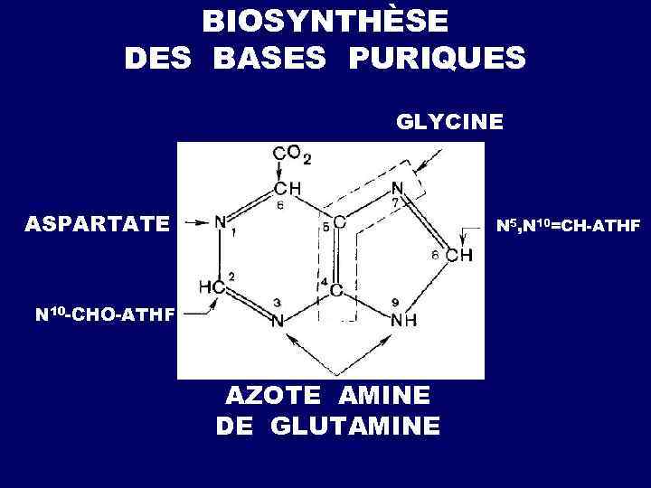  S THIORÉDOXINE + NADFH + H+ S SH ТHIORÉDOXINE + NADF+ SH d.