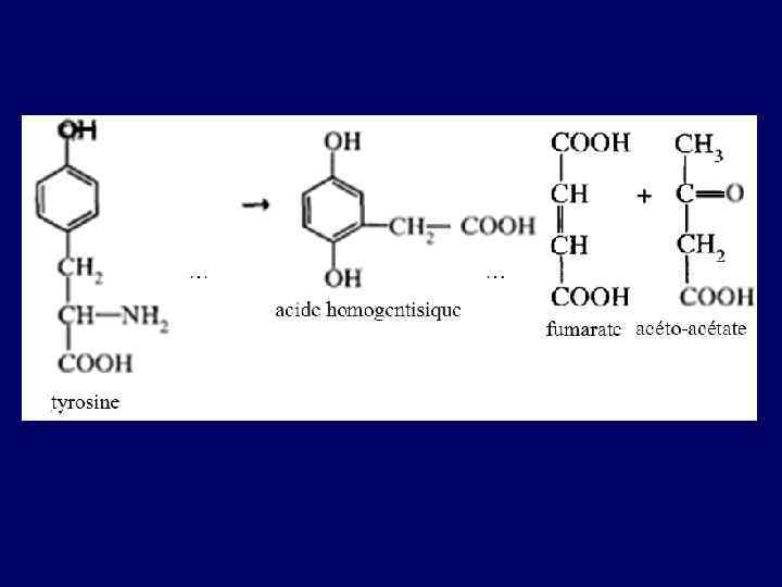 MÉTABOLISME DES HÉMOPROTÉINES STRUCTURE DE L`HÉMOGLOBINE HÈME 