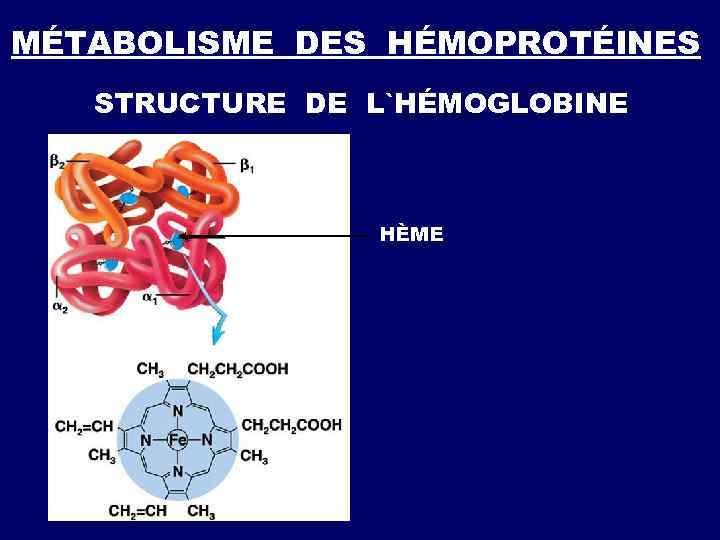  FORMATION DE LA FERRITINE Fe 2+ + Fe 2+ APOFERRITINE FERRITINE 