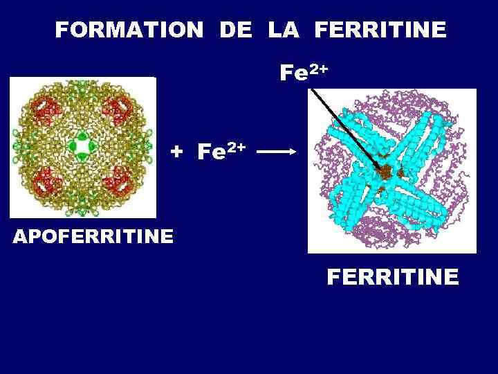  DÉCOMPOSITION DE L`HÉMOGLOBINE VERDOGLOBINE BILIVERDINE FERROGLOBINE BILIRUBINE 