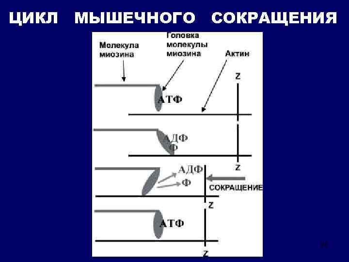 ЦИКЛ МЫШЕЧНОГО СОКРАЩЕНИЯ 26 