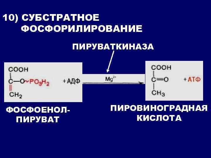 10) СУБСТРАТНОЕ ФОСФОРИЛИРОВАНИЕ ПИРУВАТКИНАЗА ФОСФОЕНОЛПИРУВАТ ПИРОВИНОГРАДНАЯ КИСЛОТА 