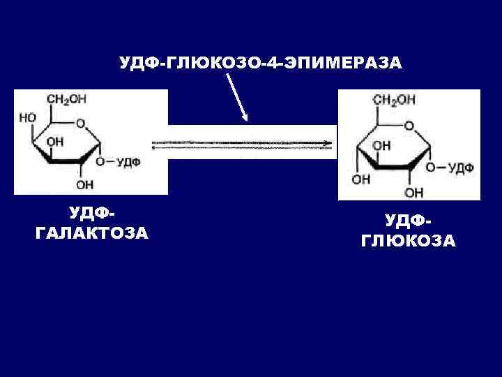 УДФ-ГЛЮКОЗО-4 -ЭПИМЕРАЗА УДФГАЛАКТОЗА УДФГЛЮКОЗА 