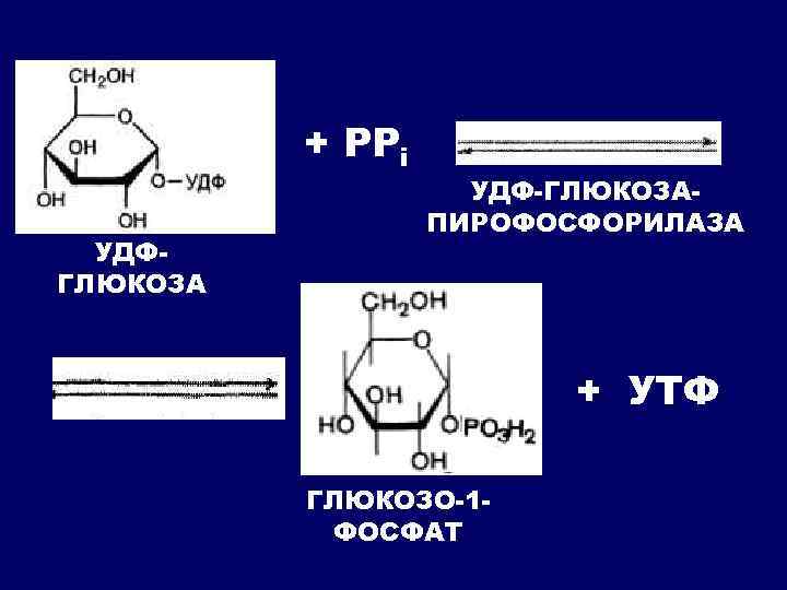 + РРi УДФГЛЮКОЗА УДФ-ГЛЮКОЗАПИРОФОСФОРИЛАЗА + УТФ ГЛЮКОЗО-1 ФОСФАТ 
