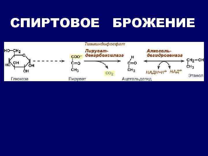 СПИРТОВОЕ БРОЖЕНИЕ 