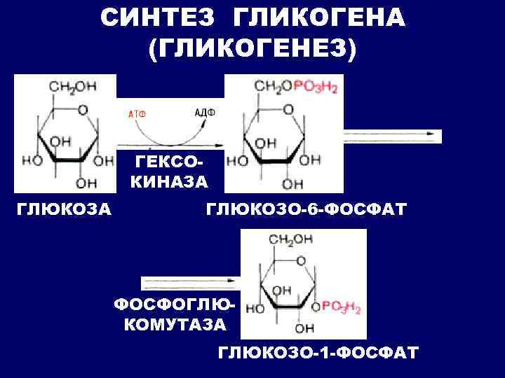 Схема мобилизации гликогена