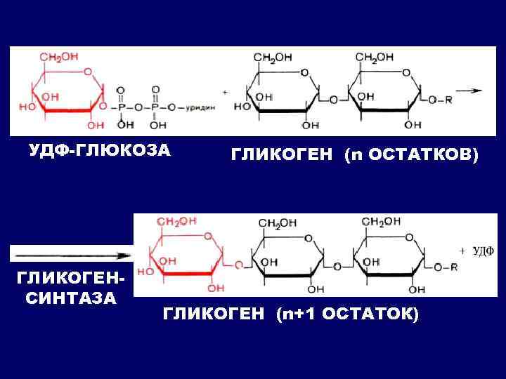 УДФ-ГЛЮКОЗА ГЛИКОГЕНСИНТАЗА ГЛИКОГЕН (n ОСТАТКОВ) ГЛИКОГЕН (n+1 ОСТАТОК) 