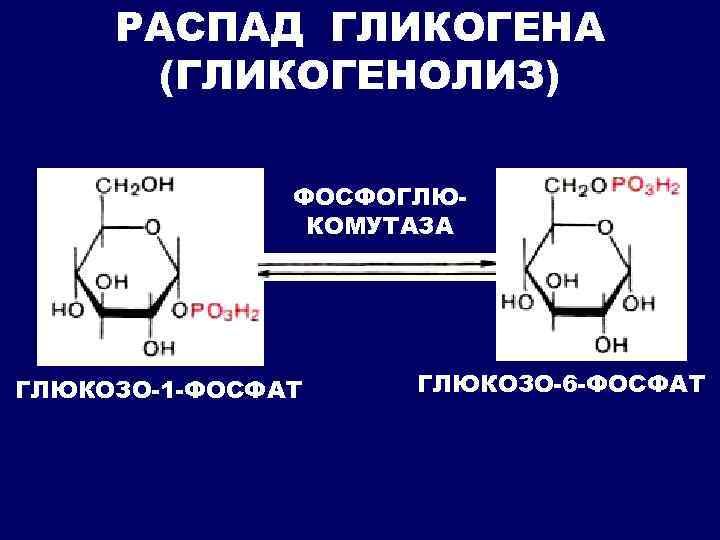 РАСПАД ГЛИКОГЕНА (ГЛИКОГЕНОЛИЗ) ФОСФОГЛЮКОМУТАЗА ГЛЮКОЗО-1 -ФОСФАТ ГЛЮКОЗО-6 -ФОСФАТ 